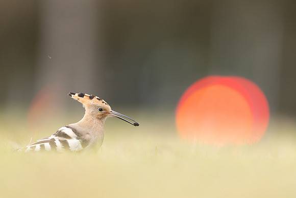 Hoopoe, Swansea, October 2024