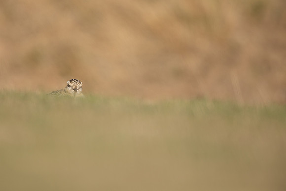 Dotterel, Cleeve Common, September 2022