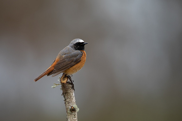 Redstart (male) Thursley Common, April 2021