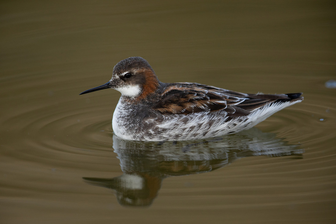 Red-necked Phalarope, River Laxa, May 2022