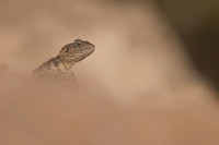 Cyprus Rock Agama, Cape Grecko, Cyprus, July 2024