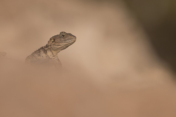 Cyprus Rock Agama, Cape Grecko, Cyprus, July 2024