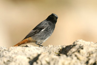 Black Redstart, Seaton, January 2020