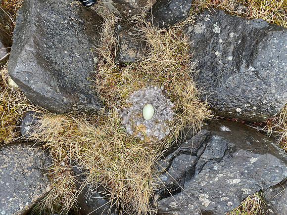 Eider Duck, Raufarhofn, Iceland, June 2022