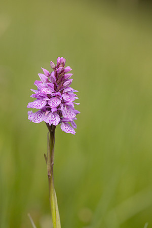 Heath Spotted-orchid, Vicarge Farm, June 2024