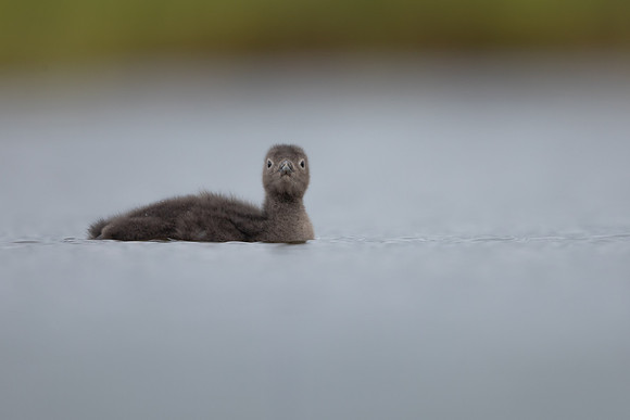 Red-throated Diver, Floi, Iceland, June 2022