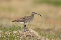 Whimbrel