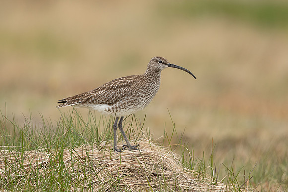 Whimbrel, Snæfellsnes peninsula, Iceland, June 2022