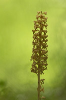 Bird's Nest Orchid, Gloucestershire, June 2024
