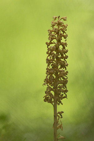 Bird's Nest Orchid, Gloucestershire, June 2024