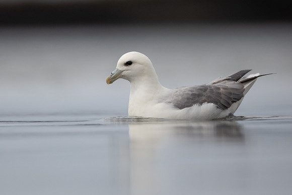 Fulmar, Iceland, June 2022
