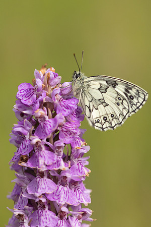 Marble White, Oldbury Power Station, June 2024