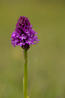 Pyramidal Orchid, Rudge Hill, June 2024
