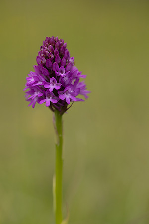 Pyramidal Orchid, Rudge Hill, June 2024