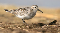 Bairds Sandpiper, Kenfig NNR, October 2016.
