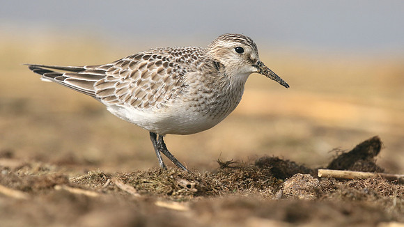 Bairds Sandpiper, Kenfig NNR, October 2016.