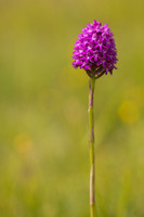 Pyramidal Orchid, Rudge Hill, July 2024