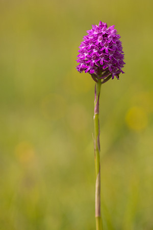 Pyramidal Orchid, Rudge Hill, July 2024
