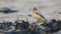 Desert Wheatear, Thurlestone, Devon, November 2016