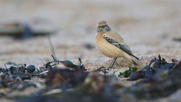 Desert Wheatear, Thurlestone, Devon, November 2016
