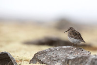 Purple Sandpiper, Raufarhofn, June 2022