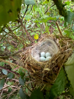 Linnet, Tockington, May 2022