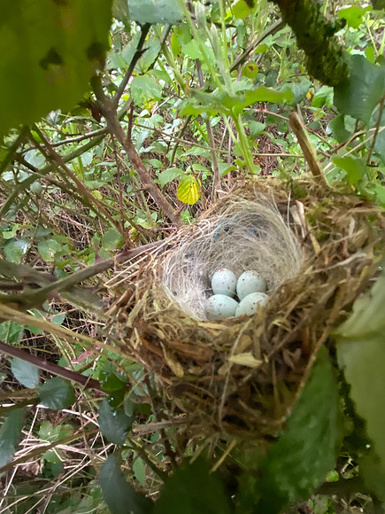Linnet, Tockington, May 2022