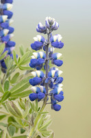 Nootka Lupine, Iceland, June 2022