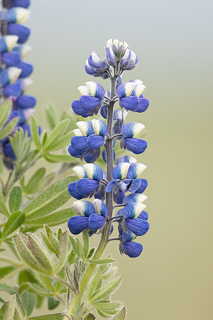 Nootka Lupine, Iceland, June 2022