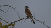 Red-backed Shrike, Cape Greco 2014