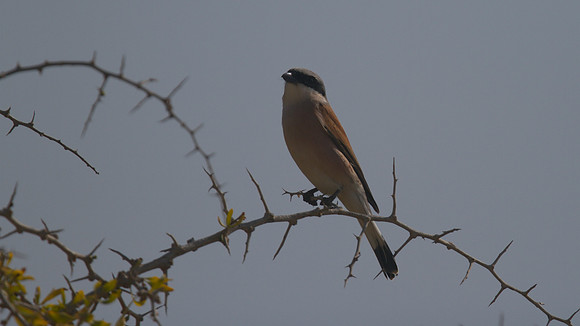 Red-backed Shrike, Cape Greco 2014