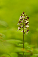 Lady Orchid, Yockletts Bank, May 2024