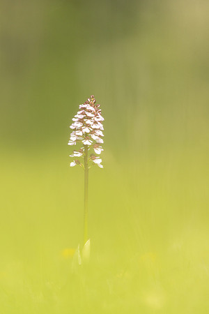 Lady Orchid, Kent, May 2024