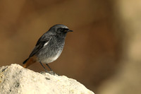 Black Redstart, Seaton, January 2020