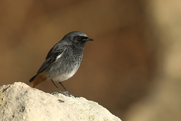 Black Redstart, Seaton, January 2020