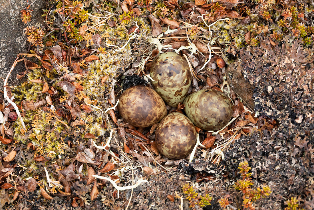 Purple Sandpiper, Nest 3, Raufarhofn, Iceland, June 2022