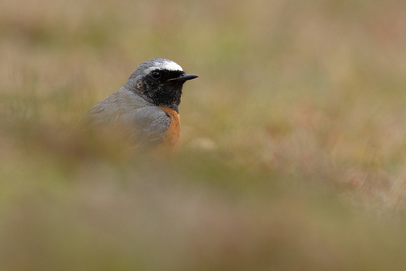 Redstart (male) Thursley Common, April 2021