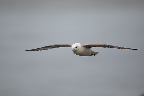 Fulmar, Iceland, June 2022