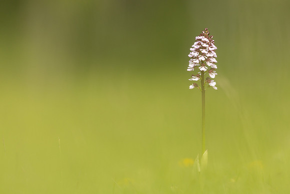 Lady Orchid, Kent, May 2024