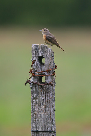 Redstart (Female) Thursley Common, May 2018