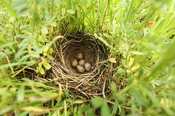 Corn Bunting, Marshfield, June 2020