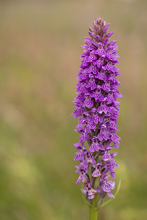 Kenfig, June 2024