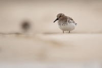 Sanderling, Raufarhofn, Iceland, June 2022