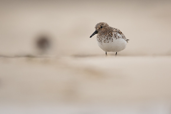 Sanderling, Raufarhofn, Iceland, June 2022