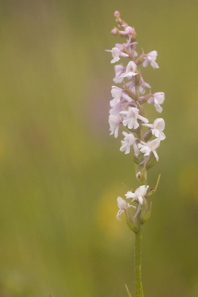 Chalk Fragrant-orchid, Rodbrough Common, June 2024