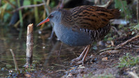 Water Rail, Slimbridge, January  2015