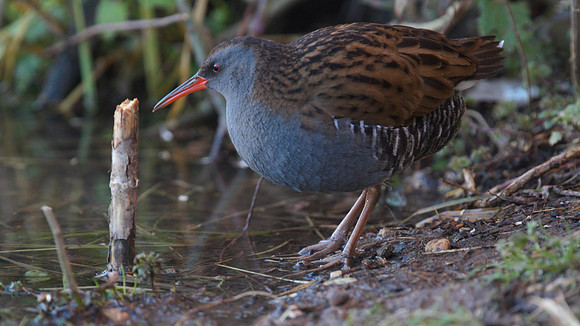Water Rail, Slimbridge, January  2015