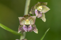 Broad-leafed Helleborine, Cotswolds, July 20224