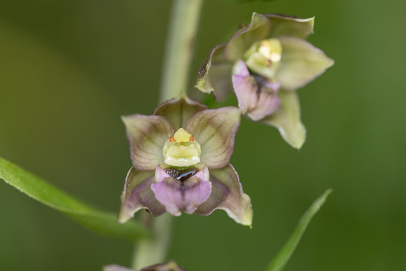 Broad-leafed Helleborine, Cotswolds, July 20224