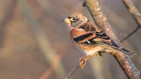 Brambling, Scaling Dam, January 2015